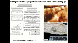 Nodular worm infection/Oesophagostomiasis in sheep, goat, cattle, pigs: pathogenesis