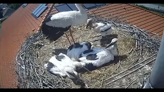 PARENT STORK ATTACKS STORKLET