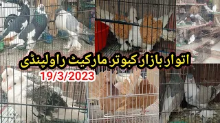 Sunday Bird Market Rawalpindi | Fancy Kabootar | Fancy Birds Fancy Pigeon | Kabutar Bazar | 19/3/23