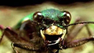 Facts About Beetles - Secret Nature | Beetle Documentary | Natural History Channel