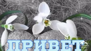 Подснежники ! День подснежников . Первоцветы Галантус ! Подснежники - snowdrop ! Galanthus !