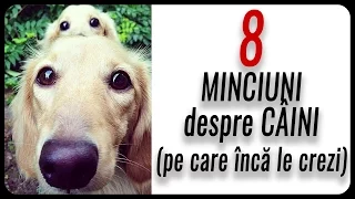 8 MINCIUNI despre CÂINI (pe care încă le crezi)