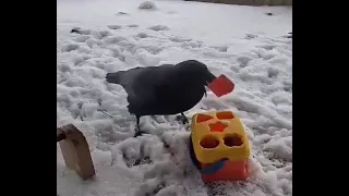 Pet Crow Solving a Shape Matching Puzzle