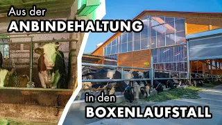 Aus der Anbindehaltung in den neuen Boxenlaufstall | Die Kühe der Familie Freudenstein ziehen um