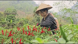 The life of a 17-year-old single mother: Harvesting chili peppers to sell - Raising dogs