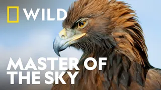 The Majesty of the Golden Eagle | Wild Europe | National Geographic WILD UK