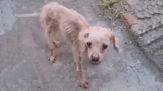 Her body reduced to just skin and bones, she wandered the abandoned house looking for a way out