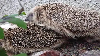 Wild hedgehog mating