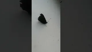 спасаем бабочку с Лёшей