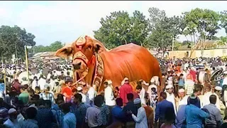 Different Biggest  Cute Cows for Qurbani around the world