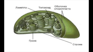 Ассимиляция у автотрофов