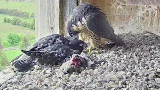 FalconCam Project~Indigo is preening Rubus  💞~5:07 p.m. 2022/11/19