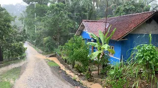 Super Heavy Rain in Local Village | Walk In Heavy Rain | Fall asleep soundly with the sound of rain
