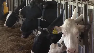 Questions about bird flu impacting cows