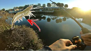 LIVE SHRIMP FISHING IN SALTWATER CANALS! FISH FEEDING FRENZY!