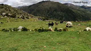 HERMOSOS TOROS BRAVOS BRAMANDO - PAISAJES MOLLEBAMBA