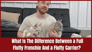 What Is The Difference Between a Full Fluffy Frenchie And a Fluffy Carrier?
