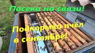 Подкормка пчел в сентябре и окончательная сборка пчелиных семей в зиму! Когда обрабатывать бипином!