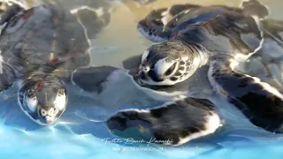 Green Sea Turtle in Pakistan