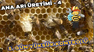 ANA ARI ÜRETİMİ - 4) 5. GÜN YÜKSÜK KONTROLÜ