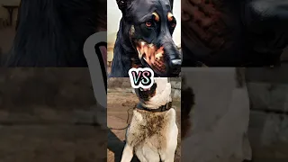 TURKISH KANGAL VS DOBERMAN,PITBULL,TIBETAN MASTIFF,ROTTWEILER(SPEED)