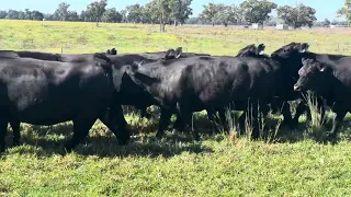 26 PTIC ANGUS COWS