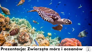 Prezentacja: 'Zwierzęta mórz i oceanów' dla dzieci, przedszkolaków, uczniów. Film edukacyjny