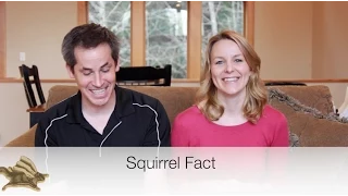 10 INCREDIBLE squirrel facts