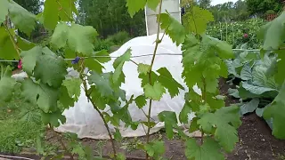 радикальное решение на винограднике