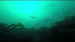 Sand Tiger Sharks at the Caribsea wreck with Olympus Dive Center  2014