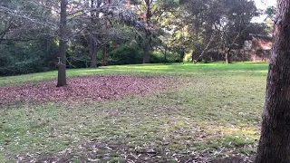 7 month old GSP puppy training, blind retrieve explained.