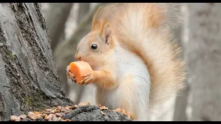 Бельчонку задают трёпку, а ещё он впервые пробует кедровые орехи и морковку / Little Squirrel