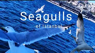 Чайки Стамбула  / Seagulls of Istanbul  14.11.2021