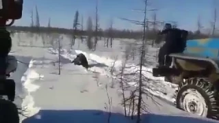 убийство медведя Якутия