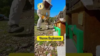 Varroa İle Mücadeleye Devam | Arıcılık Nasıl Yapılır