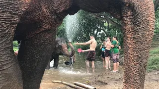 Incredibly Unique Experience With Elephants In Chiang Mai - Elephant Freedom Project