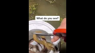 Amazing catching eel unique | eel fishing at night #shorts [#1653]