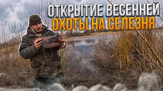 ОХОТА НА УТКУ 2022!Открытие весенней охоты на селезня утки с чучелами.