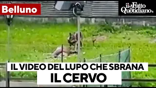 Il video del lupo che sbrana il cervo nel giardino dell'hotel di Auronzo di Cadore