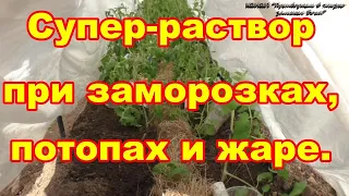 Спасет рассаду при заморозках ,потопах и от солнца супер  раствор с эпином!