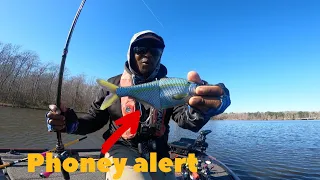How to retrieve open water glide baits? Phoney Shad!!