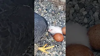 Peregrine falcon chick feeding at UC Berkeley