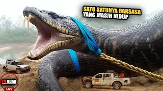 Inilah 5 Ular Terbesar di Dunia!! Salah Satunya Kemarin Ditemukan di Indonesia...