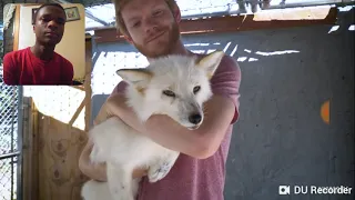 World's First Domesticated Foxes - REACTION!!!