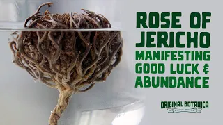 Rose of Jericho Luck & Abundance Rituals