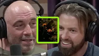 Joe Rogan Watches a Brutal Battle Between Hornets and Bees