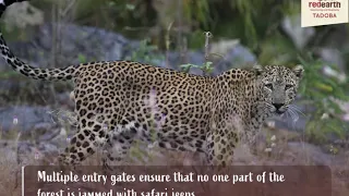 Why start your Tadoba jungle safari from Zari Gate