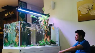 Beautiful Angelfish Aquarium | Best Planted Tank With Angelfish