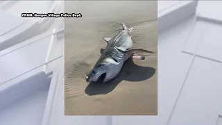 Dead shark, believed to be juvenile Great White, washes ashore on Long Island