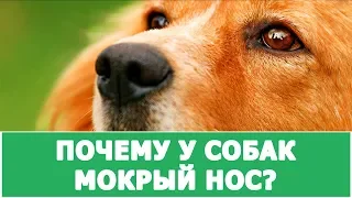 ПОЧЕМУ У СОБАК ВЛАЖНЫЙ И ХОЛОДНЫЙ НОС?